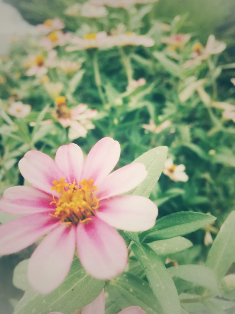 ～花・花・花～
