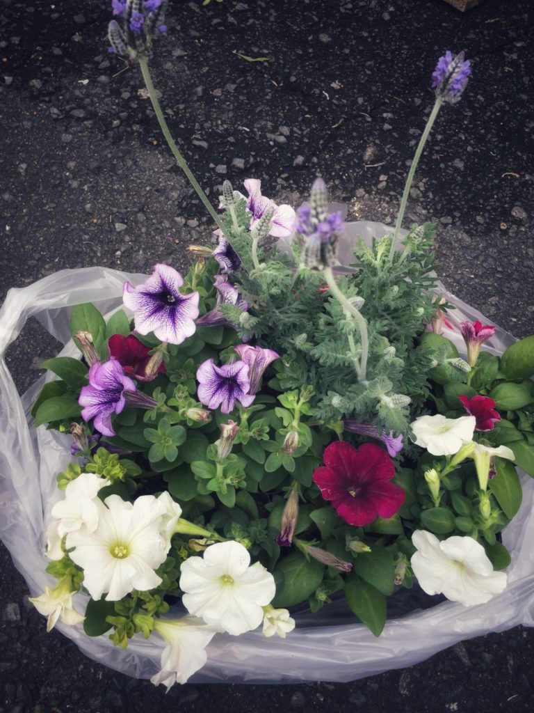 お花の苗を購入！！